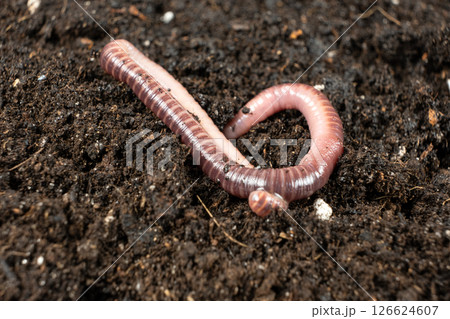 Macro Shot of Earthworm on Moist Soil Surface 126624607