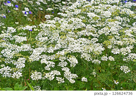 オルレア・ホワイトレース オルレア・ホワイトレース 126624736