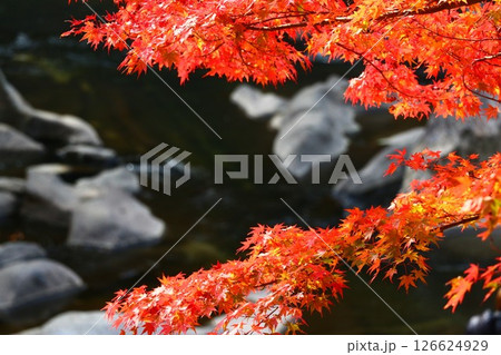 紅葉と川面 紅葉と川面 126624929