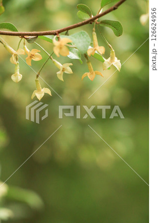 アキグミ アキグミ 126624956