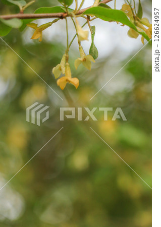 アキグミ 126624957