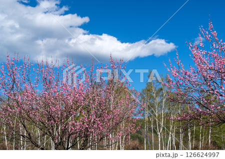 白樺と花桃 126624997