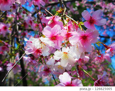 シダレザクラの花の風景 126625005