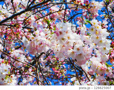 シダレザクラの花の風景 シダレザクラの花の風景 126625007