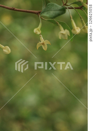 アキグミ 126625058