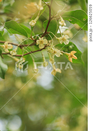 アキグミ 126625059