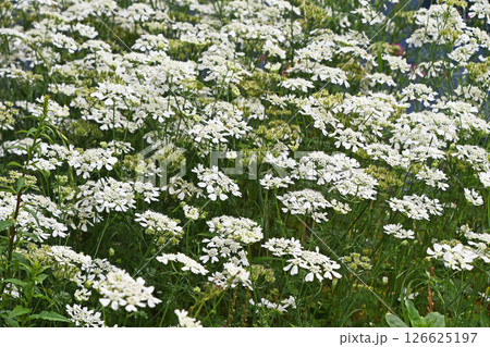 オルレア・ホワイトレース 126625197