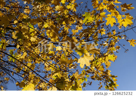 the foliage of maple that has fallen to the ground and grass, maple foliage with seeds on branches the foliage of maple that has fallen to the ground and grass, maple foliage with seeds on branches 126625232