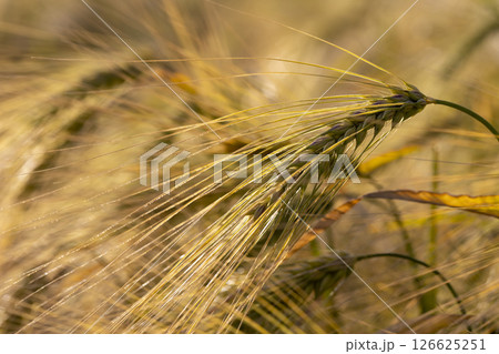 production of agricultural rye plants, closeup production of agricultural rye plants, closeup 126625251