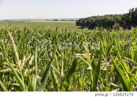 agricultural field where corn crops are grown with flowers against a clear sky, forest and sky agricultural field where corn crops are grown with flowers against a clear sky, forest and sky 126625276