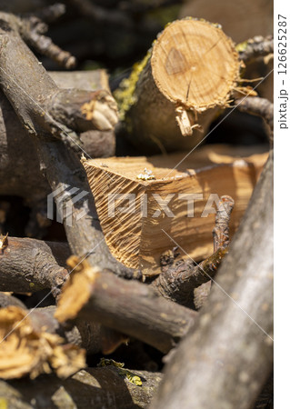 dried cherry wood for barbecuing or cooking food on the fire, closeup 126625287