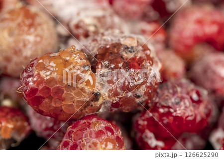mold-covered overripe spoiled red raspberries 126625290