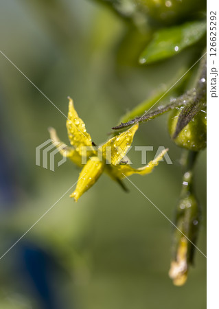 a wet tomato during flowering and the appearance of the first green tomatoes, a field with tomato bushes covered with droplets a wet tomato during flowering and the appearance of the first green tomatoes, a field with tomato bushes covered with droplets 126625292