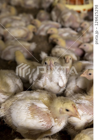 poultry farm where meat breeds of broiler chickens are grown for industrial meat production, Focus on the chicken poultry farm where meat breeds of broiler chickens are grown for industrial meat production, Focus on the chicken 126625298