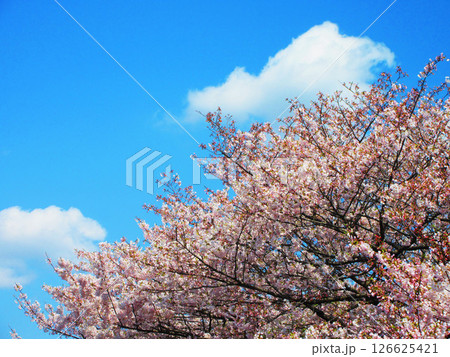都市農業公園(東京都足立区)のソメイヨシノの花の美しい風景(2025年撮影) 都市農業公園(東京都足立区)のソメイヨシノの花の美しい風景(2025年撮影) 126625421
