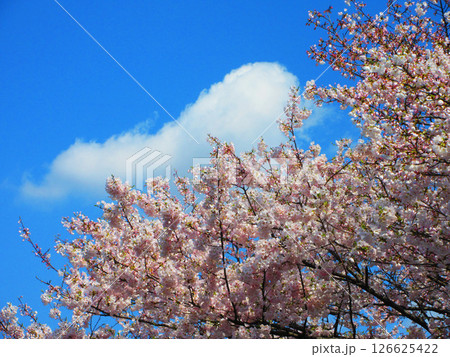 都市農業公園（東京都足立区）のソメイヨシノの花の美しい風景（2025年撮影） 126625422