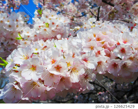 都市農業公園（東京都足立区）のソメイヨシノの花の美しい風景（2025年撮影） 126625429