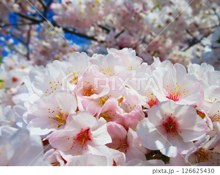 都市農業公園(東京都足立区)のソメイヨシノの花の美しい風景(2025年撮影) 都市農業公園(東京都足立区)のソメイヨシノの花の美しい風景(2025年撮影) 126625430