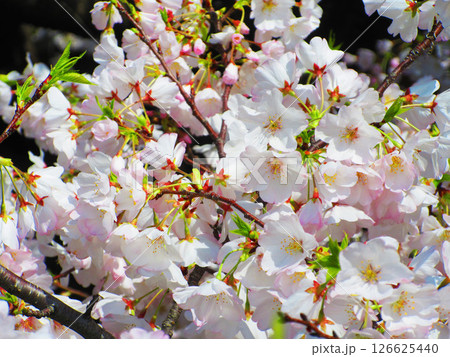 都市農業公園(東京都足立区)のソメイヨシノの花の美しい風景(2025年撮影) 都市農業公園(東京都足立区)のソメイヨシノの花の美しい風景(2025年撮影) 126625440