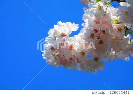 都市農業公園（東京都足立区）のソメイヨシノの花の美しい風景（2025年撮影） 126625441