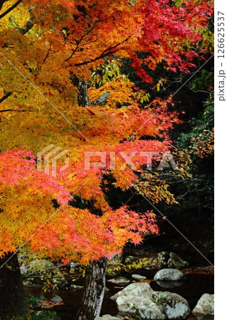 るり渓の紅葉 126625537