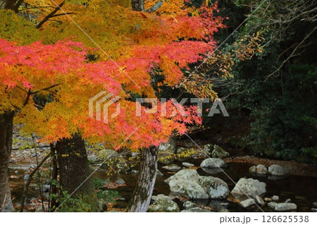 るり渓の紅葉 126625538