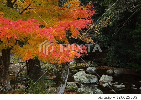 るり渓の紅葉 126625539