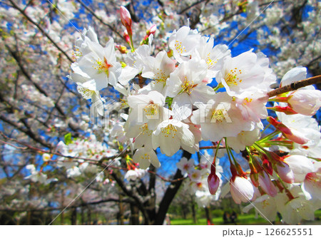 舎人公園（東京都足立区）のソメイヨシノの美しい風景（2025年撮影） 126625551