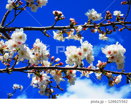 舎人公園(東京都足立区)のソメイヨシノの美しい風景(2025年撮影) 舎人公園(東京都足立区)のソメイヨシノの美しい風景(2025年撮影) 126625562
