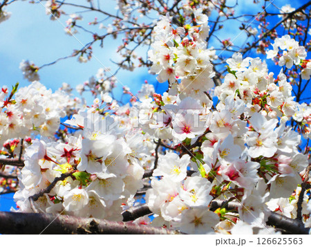 舎人公園（東京都足立区）のソメイヨシノの美しい風景（2025年撮影） 126625563