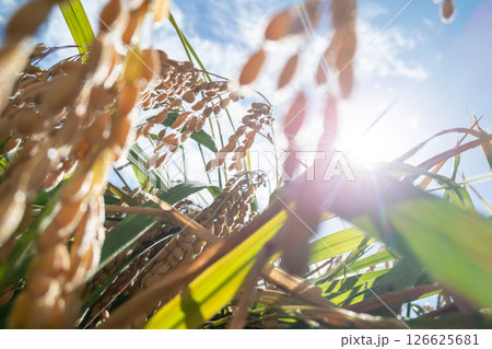 稲穂 126625681