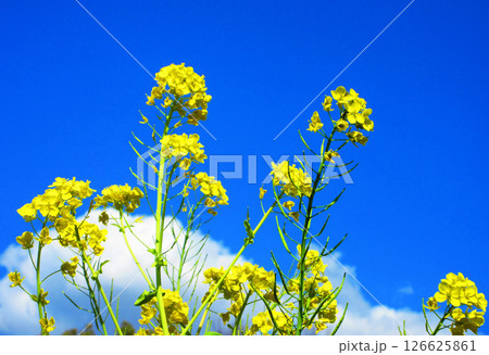 菜の花と青空の春の風景 菜の花と青空の春の風景 126625861