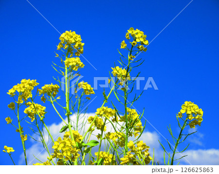 菜の花と青空の春の風景 菜の花と青空の春の風景 126625863