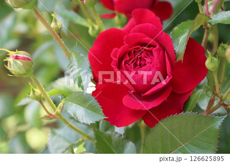赤い大輪の薔薇の花 126625895