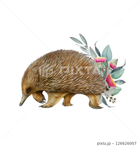 Echidna Australian native animal with eucalyptus leaf decor isolated on white background. Cute hand drawn echidna vintage style illustration. Australia endemic oviparous mammal with floral decor 126626007