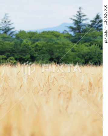 収穫前の麦畑 収穫前の麦畑 126626010