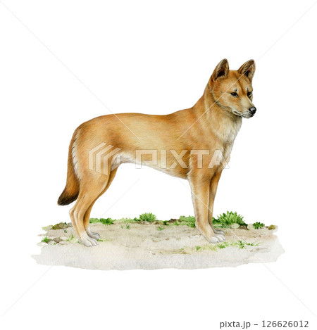 Dingo dog standing on the ground watercolor illustration. Australian wild dog vintage style hand drawn image. Canis familiaris Australia native predator mammal isolated on white background 126626012