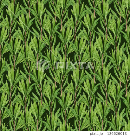 Tea tree branch seamless pattern watercolor illustration. Melaleuca alternifolia vintage style decor element. Tea tree leaves pattern on dark background. Medicinal aroma scented medicinal plant 126626018