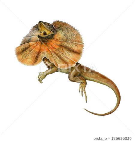 Frilled lizard vintage style realistic watercolor illustration. Hand drawn Australia native beautiful wildlife reptile . Chlamydosaurus kingii frilled agama isolated on white background Frilled lizard vintage style realistic watercolor illustration. Hand drawn Australia native beautiful wildlife reptile . Chlamydosaurus kingii frilled agama isolated on white background 126626020