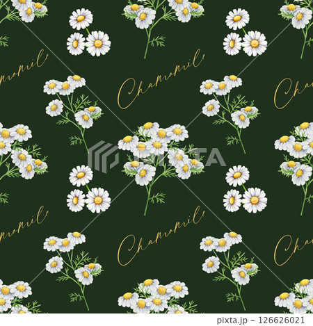 Chamomile herb seamless pattern watercolor illustration. Hand drawn matricaria flowers with leaves on dark background. Chamomile healthy medicinal plant with flowers, leaves seamless pattern Chamomile herb seamless pattern watercolor illustration. Hand drawn matricaria flowers with leaves on dark background. Chamomile healthy medicinal plant with flowers, leaves seamless pattern 126626021