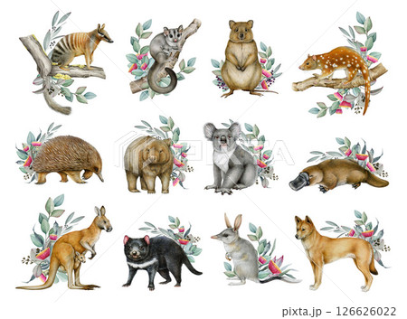 Australia animals with floral decor illustration set. Hand drawn kangaroo, koala, echidna, platypus, wombat, sugar glider with eucalyptus decor. Australia native wildlife mammal painted collection Australia animals with floral decor illustration set. Hand drawn kangaroo, koala, echidna, platypus, wombat, sugar glider with eucalyptus decor. Australia native wildlife mammal painted collection 126626022