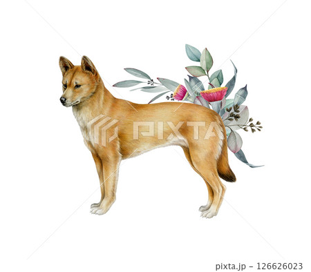 Dingo dog with floral decor watercolor illustration. Hand drawn Australian wild dog with gum tree leaf decoration vintage style design. Canis familiaris Australia native predator on white background 126626023