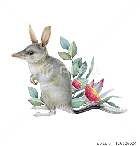 Bilby with eucalyptus floral decoration watercolor illustration. Hand drawn Macrotis lagotis Australia native marsupial mammal. Rabbit eared bandicoot with gum tree leaf and flower decor isolated 126626024