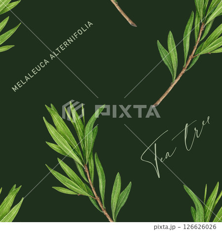 Tea tree branch with leaves seamless pattern. Watercolor illustration. Melaleuca alternifolia vintage style decor element. Tea tree leaves on dark background. Medicinal aroma scented medicinal plant Tea tree branch with leaves seamless pattern. Watercolor illustration. Melaleuca alternifolia vintage style decor element. Tea tree leaves on dark background. Medicinal aroma scented medicinal plant 126626026