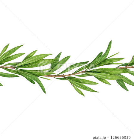 Tea tree herb seamless border watercolor botanical illustration. Melaleuca alternifolia vintage style illustration. Tea tree branch border with green leaves. Medicinal aroma scented plant element Tea tree herb seamless border watercolor botanical illustration. Melaleuca alternifolia vintage style illustration. Tea tree branch border with green leaves. Medicinal aroma scented plant element 126626030
