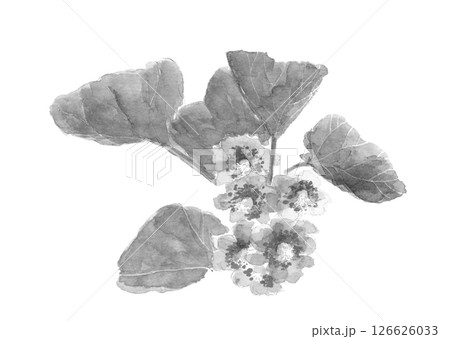 水彩で描いたキウイの花のモノトーンのイラスト素材【手描き】白バック 切り抜き用 コピースペースあり 水彩で描いたキウイの花のモノトーンのイラスト素材【手描き】白バック 切り抜き用 コピースペースあり 126626033