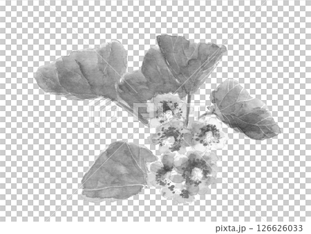 水彩で描いたキウイの花のモノトーンのイラスト素材【手描き】白バック 切り抜き用 コピースペースあり 水彩で描いたキウイの花のモノトーンのイラスト素材【手描き】白バック 切り抜き用 コピースペースあり 126626033
