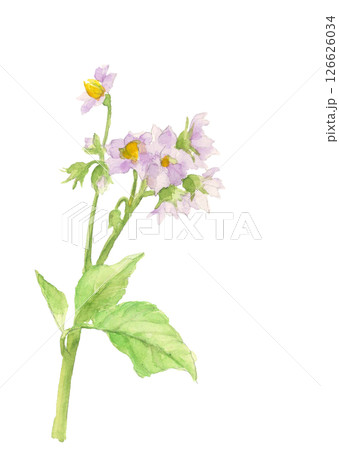 水彩で描いた馬鈴薯の花のイラスト素材【手描き】白バック 切り抜き用 コピースペースあり 126626034