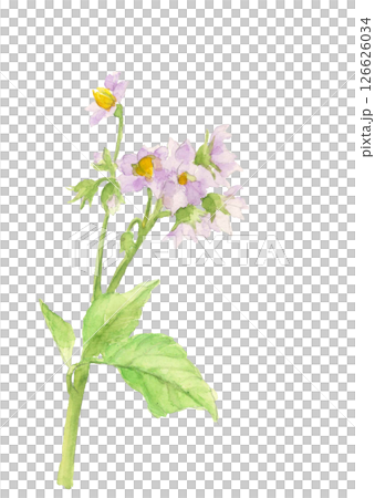 水彩で描いた馬鈴薯の花のイラスト素材【手描き】白バック 切り抜き用 コピースペースあり 126626034