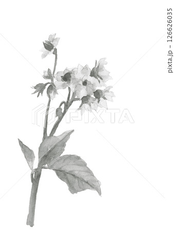 水彩で描いた馬鈴薯の花のモノトーンのイラスト素材【手描き】白バック 切り抜き用 コピースペースあり 126626035